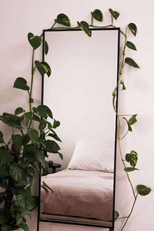 Essential Indoor Plants 