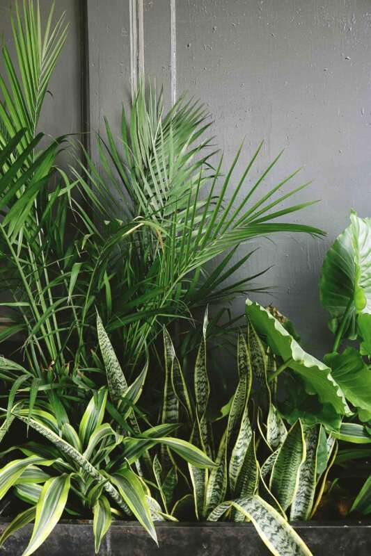 Essential Indoor Plants 